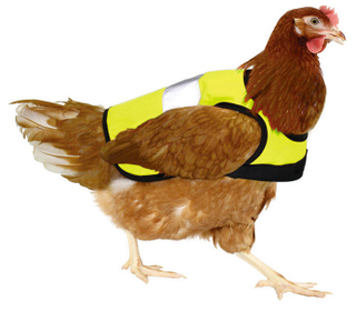 Illustration for article titled High Visibility Road Vests For Chickens Now Exist